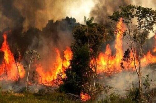 پایش هوشمند آتش سوزی در جنگل گلستان با اینترنت اشیا
